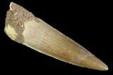 Real Spinosaurus Tooth - Nice Tip #90162-1